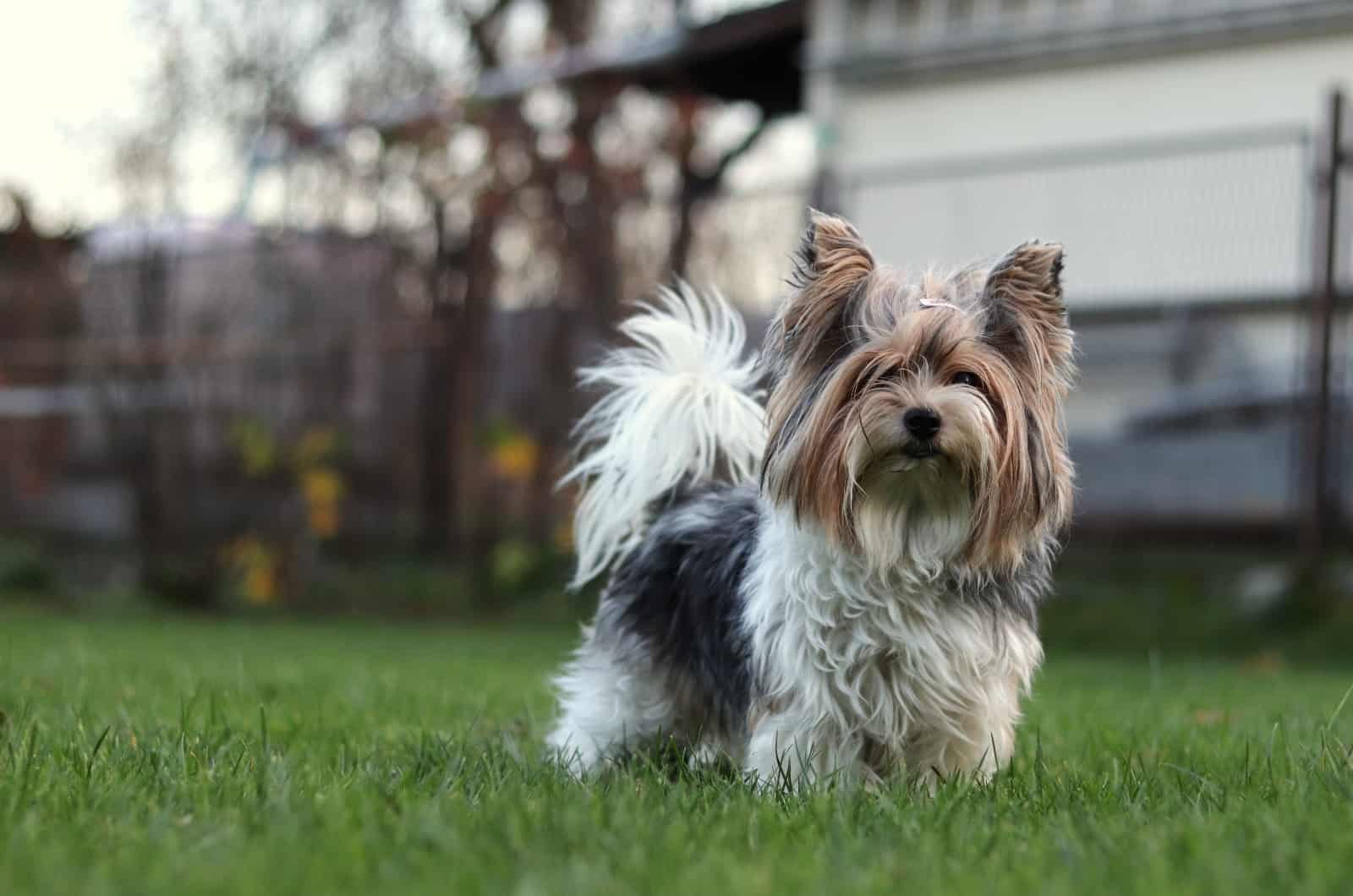 Biewer Terrier standing on grass