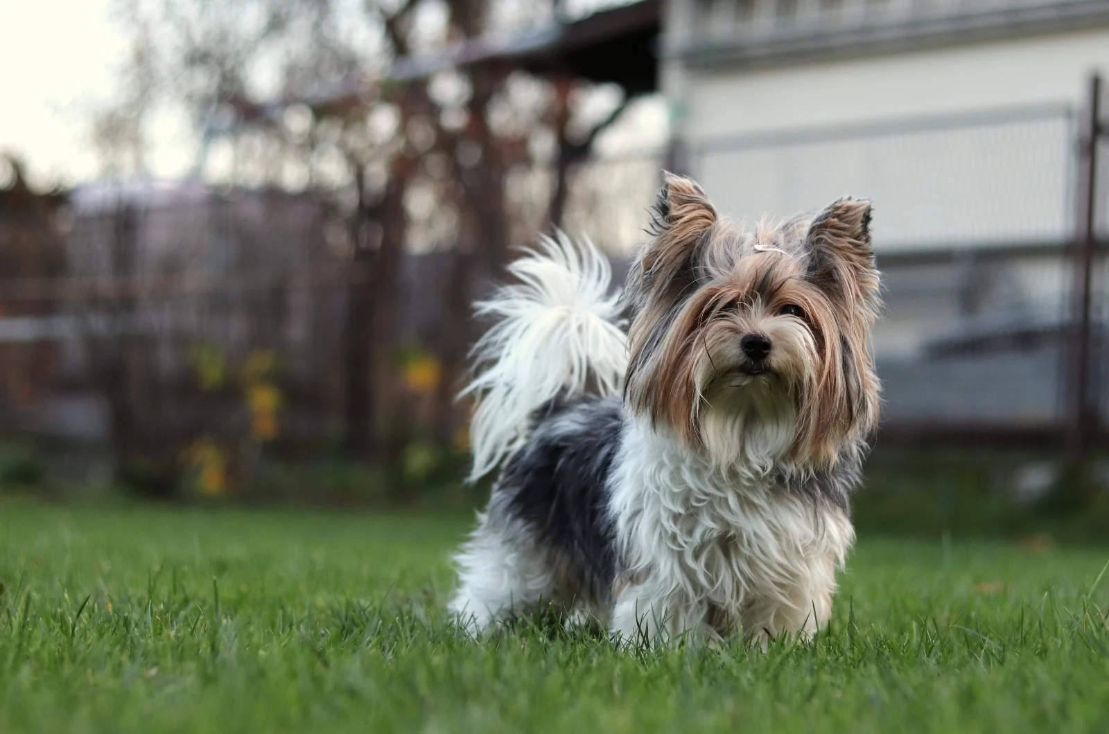Biewer Terrier standing on grass