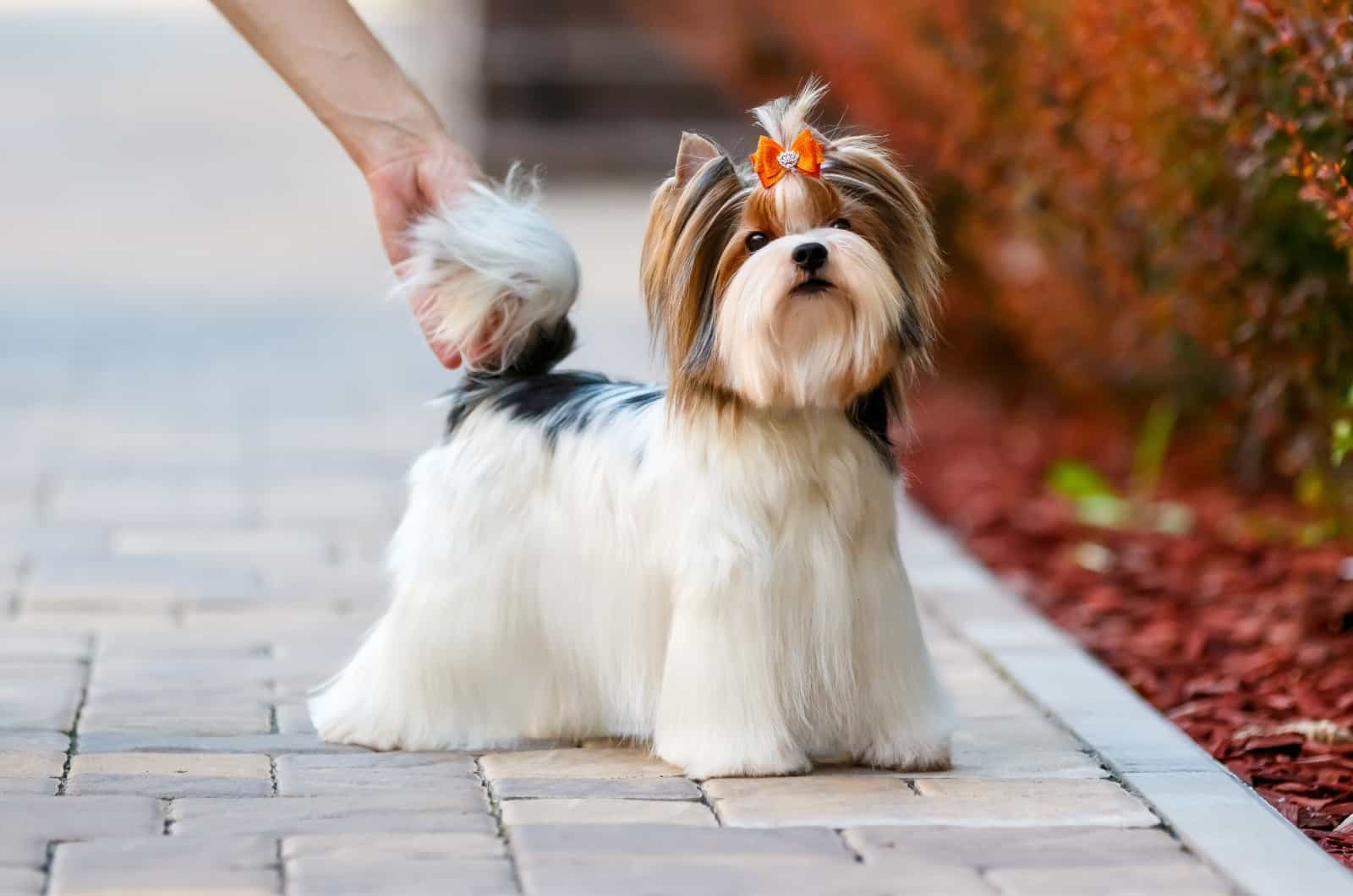 Biewer Terrier standing outside