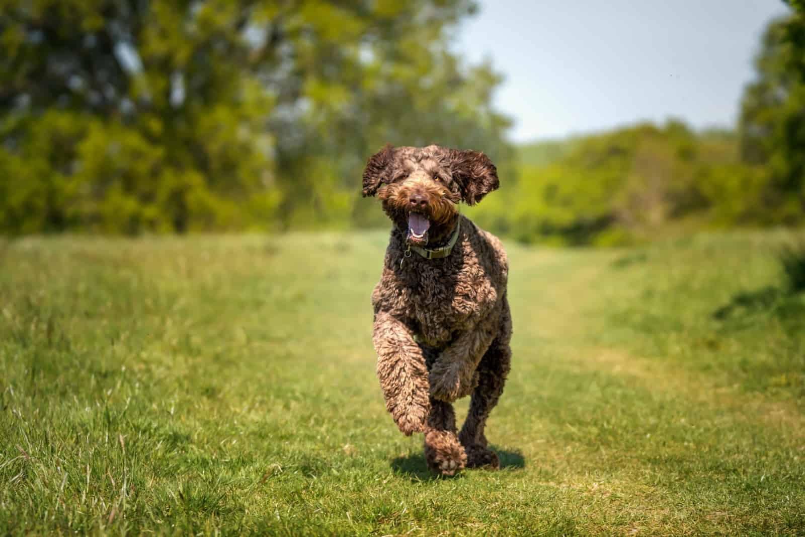 Big Giant Brown Labradoodle running directly towards the camera with a happy face