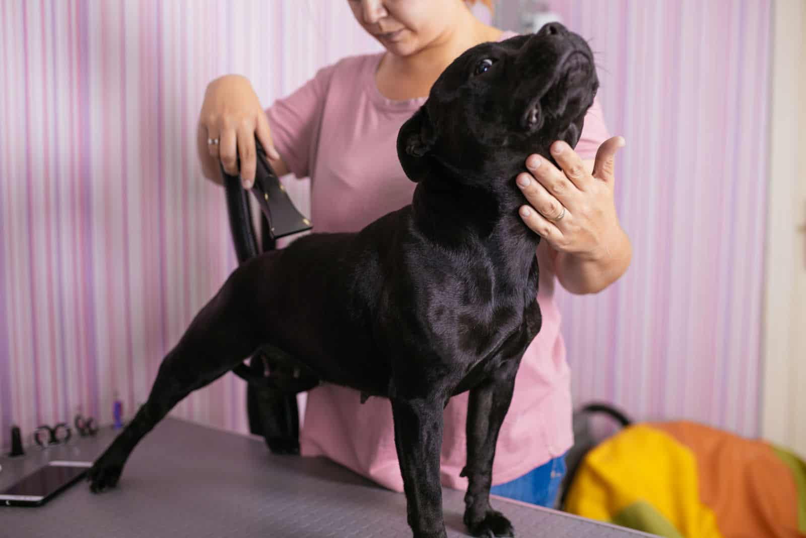 Black American Stafford terrier standing on the table while being brushed and styled by a professional groomer.