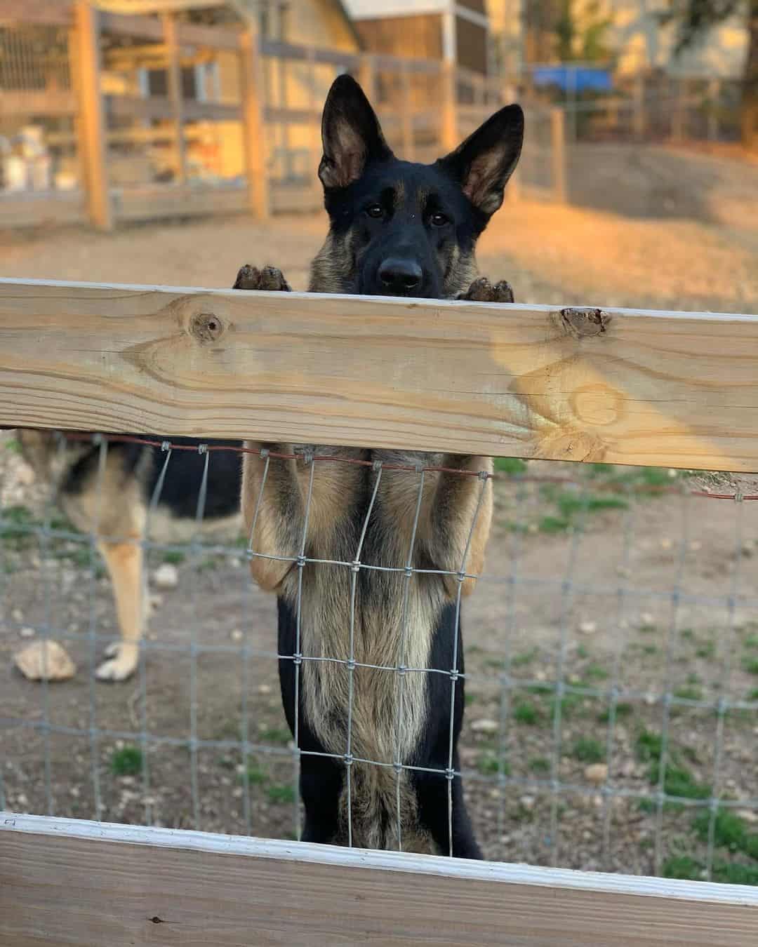 Black And Cream German Shepherd is standing leaning against the fence