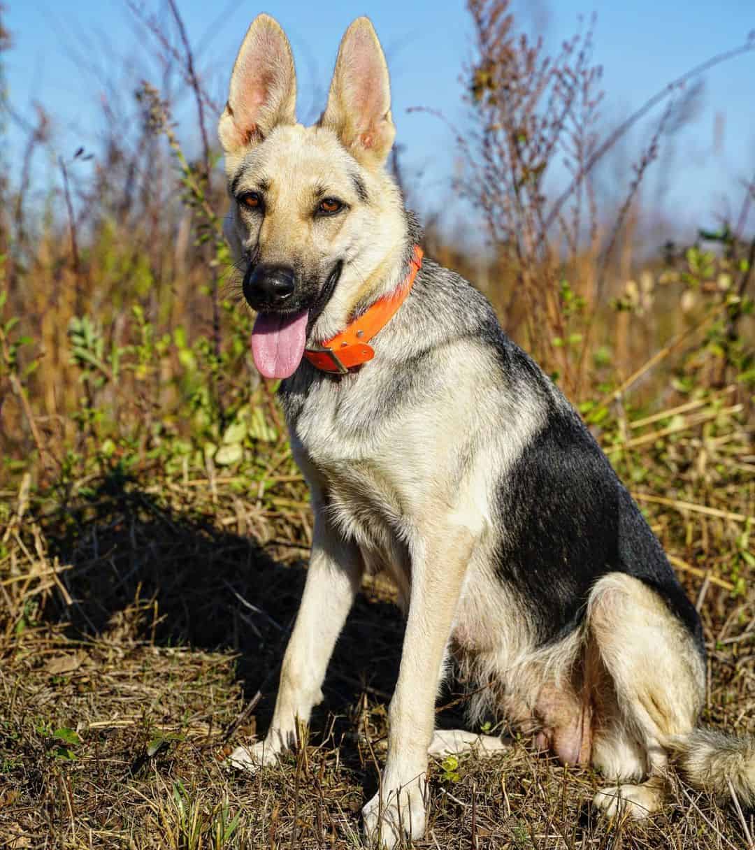 Black And Cream German Shepherd sitting on grass with tongue out