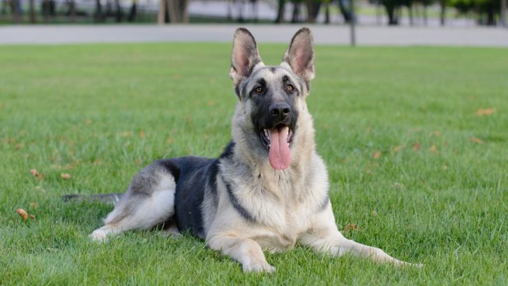 Black And Silver German Shepherd: A Complete Guide
