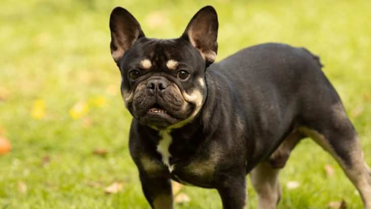 Black And Tan French Bulldog: The Pure Beauty