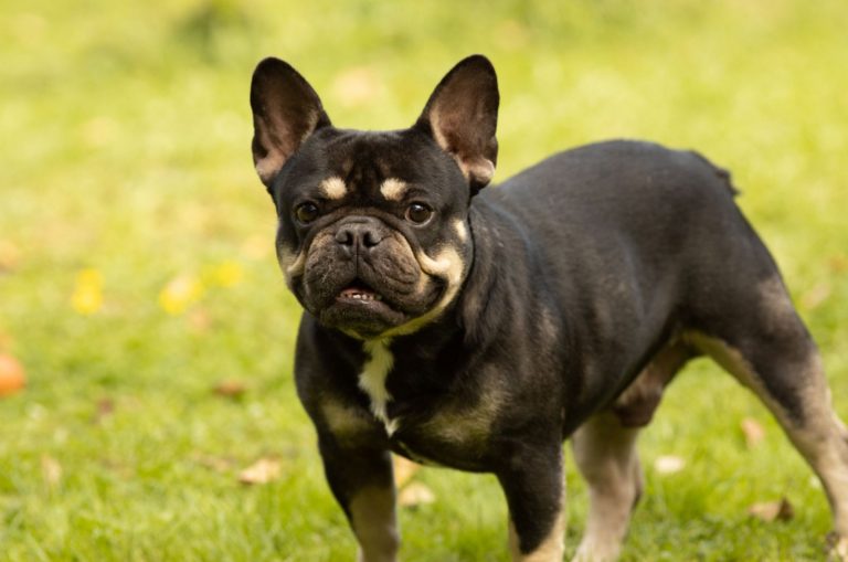 black and tan french bulldog