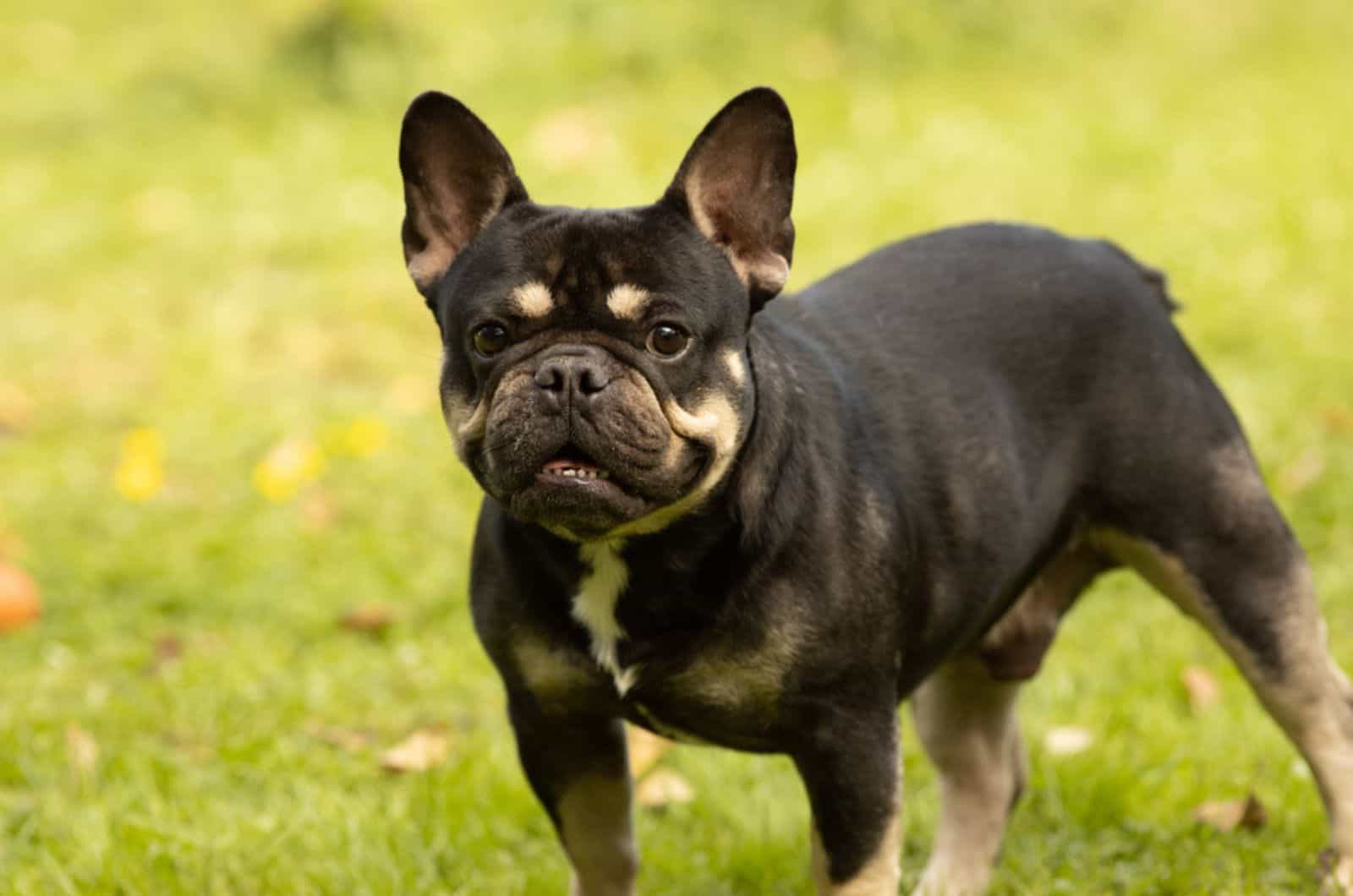 Black And Tan French Bulldog: The Pure Beauty