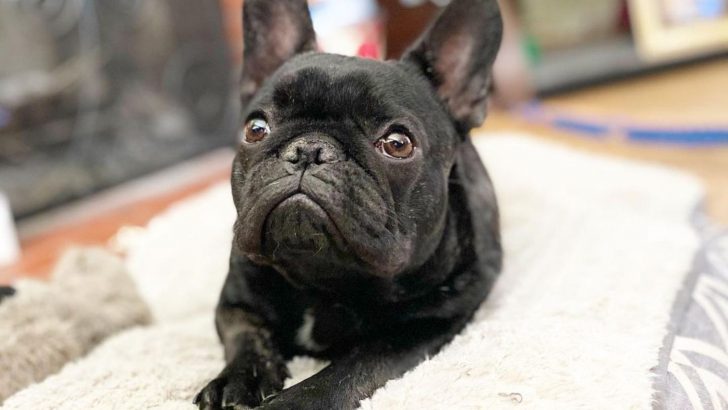 Black Brindle French Bulldog: Short, Dark, And Handsome