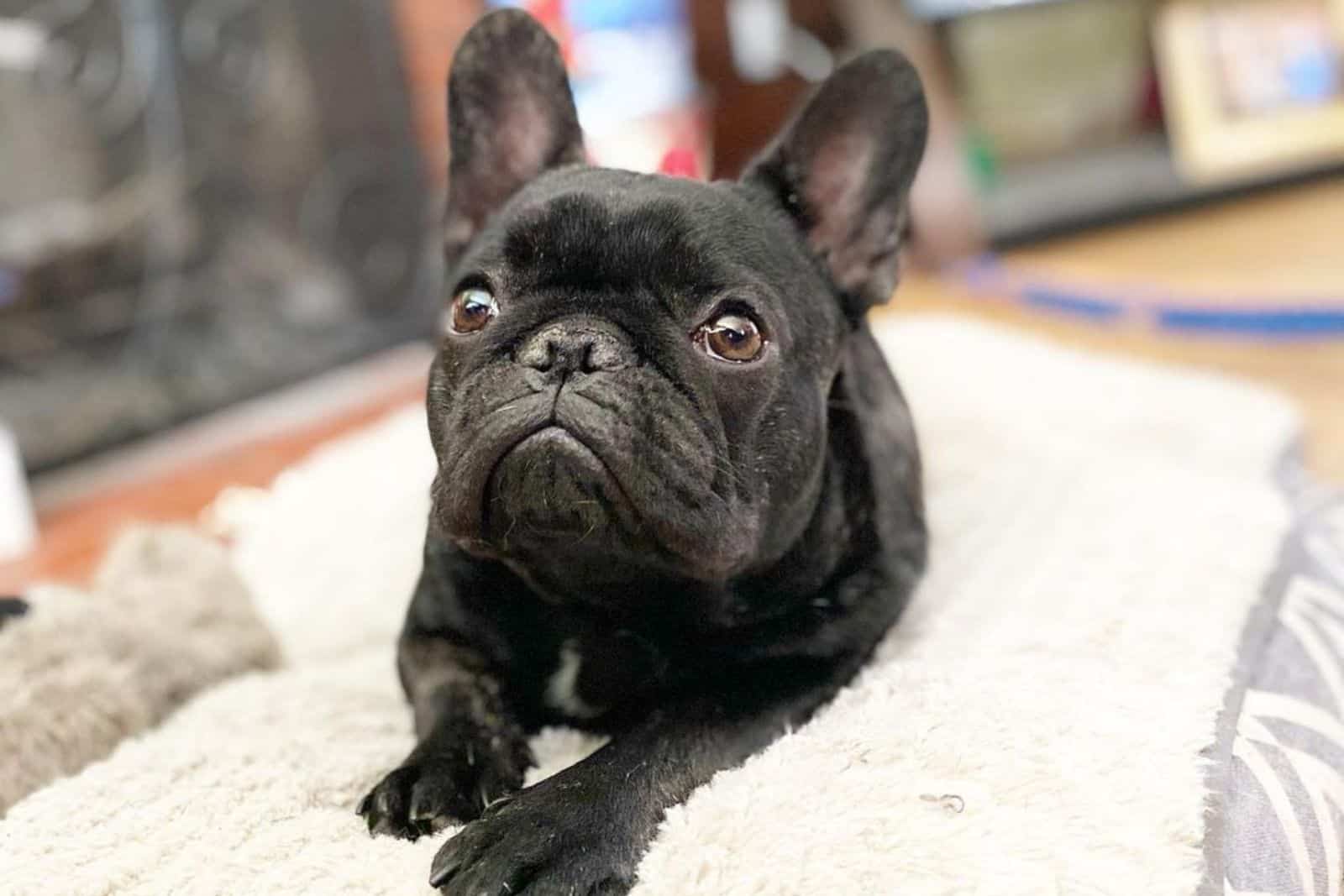 black brindle french bulldog