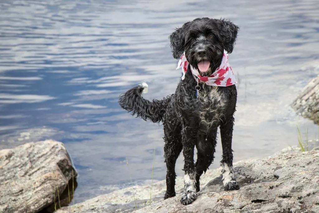 Black Portuguese Water Dog playing in the water