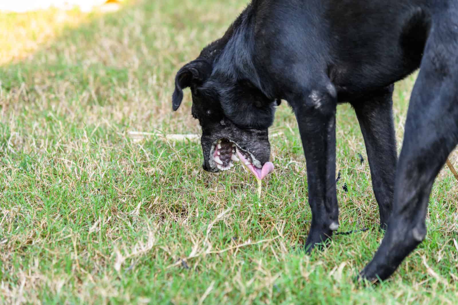 Black domestic dog vomits mucus