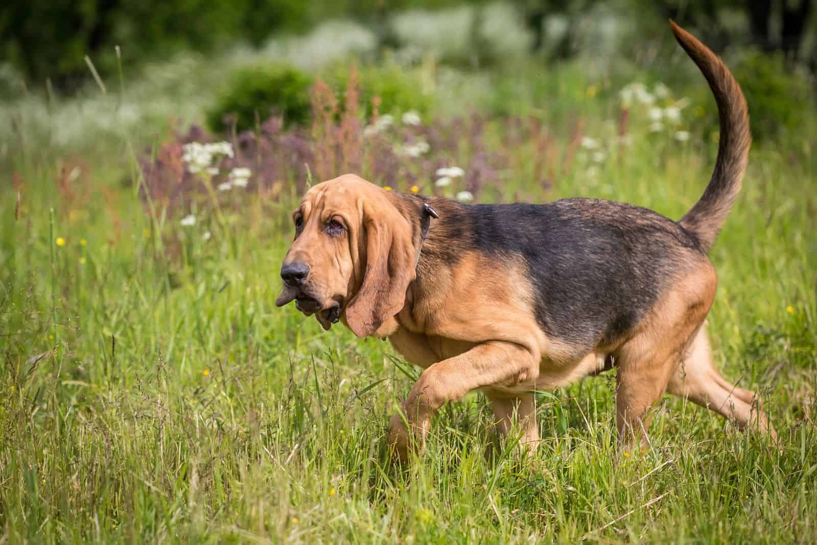 Bloodhound walks across the field