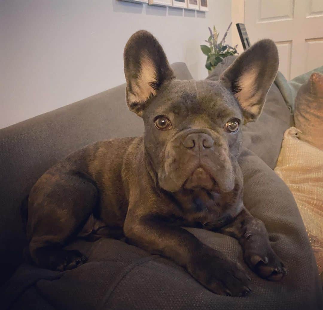Blue Brindle French Bulldog is lying on the bed