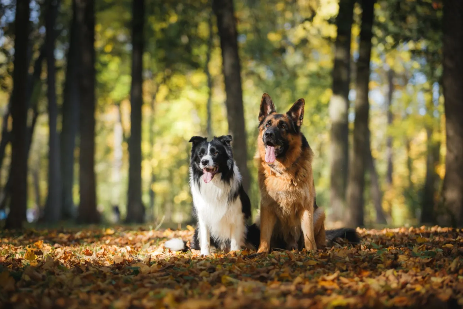 Border Collie and German Shepherd sitting in autumn park