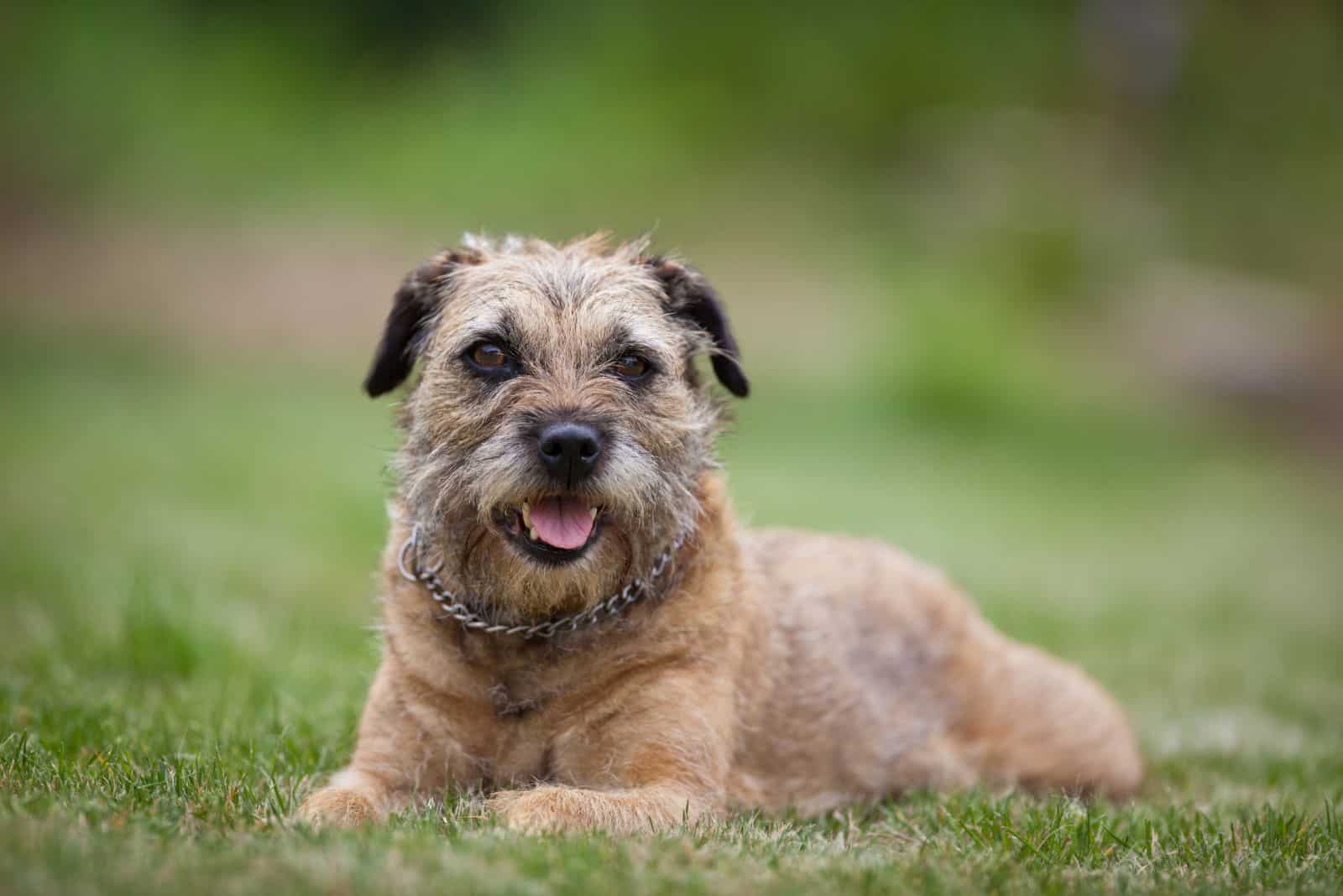 Border Terrier lying on the grass