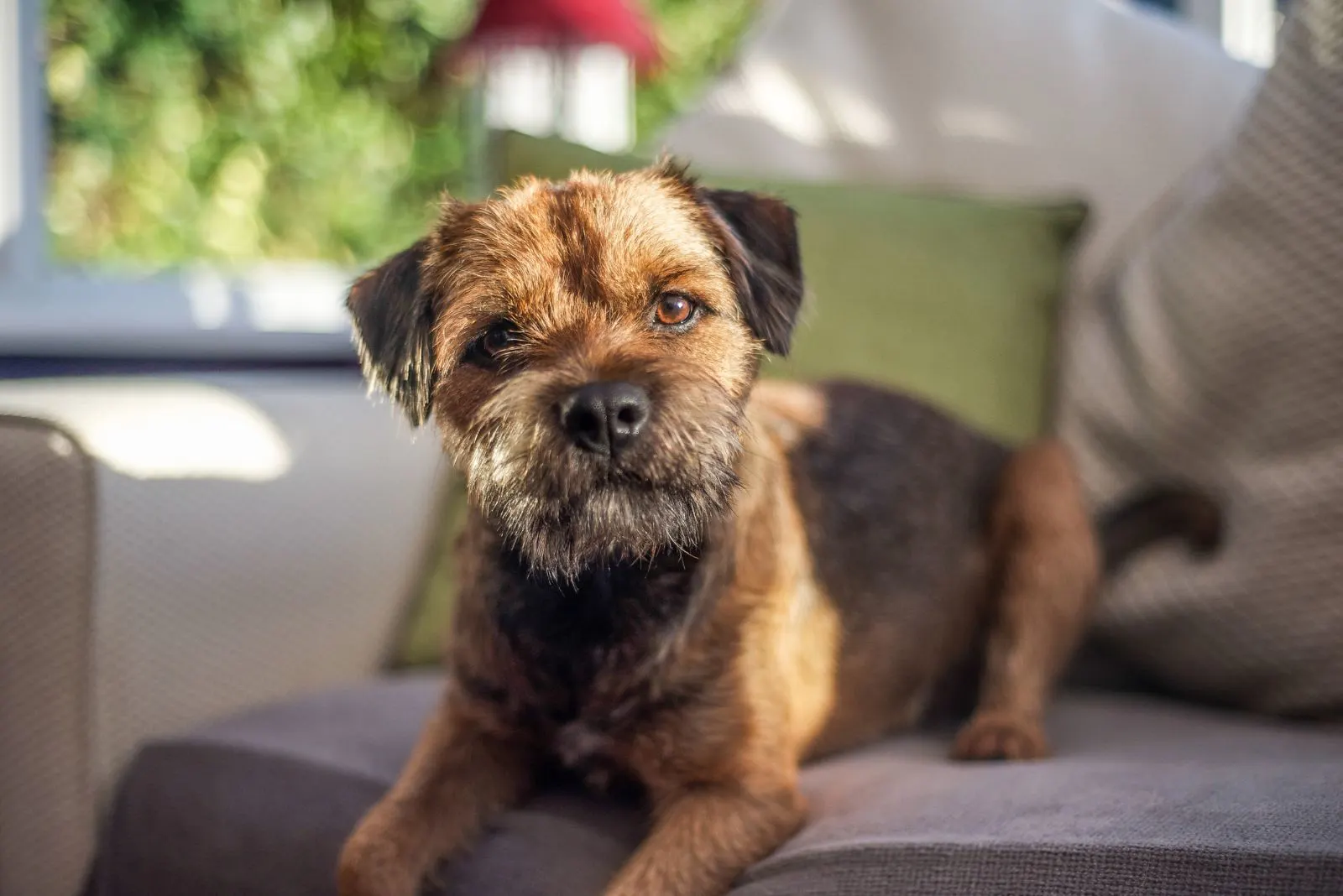 Border Terrier puppy lying on the couch