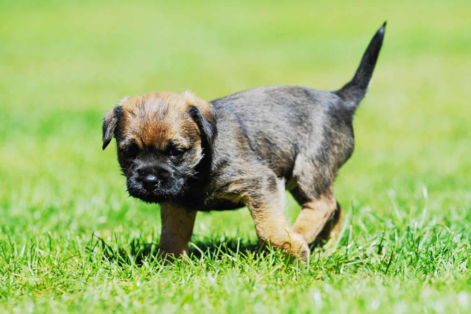 Border Terrier puppy walks in the meadow