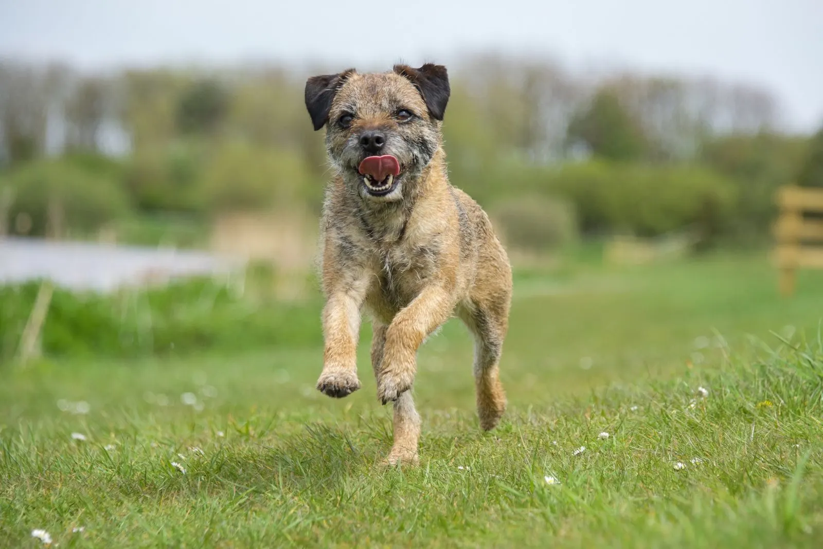 Border Terrier runs across the field