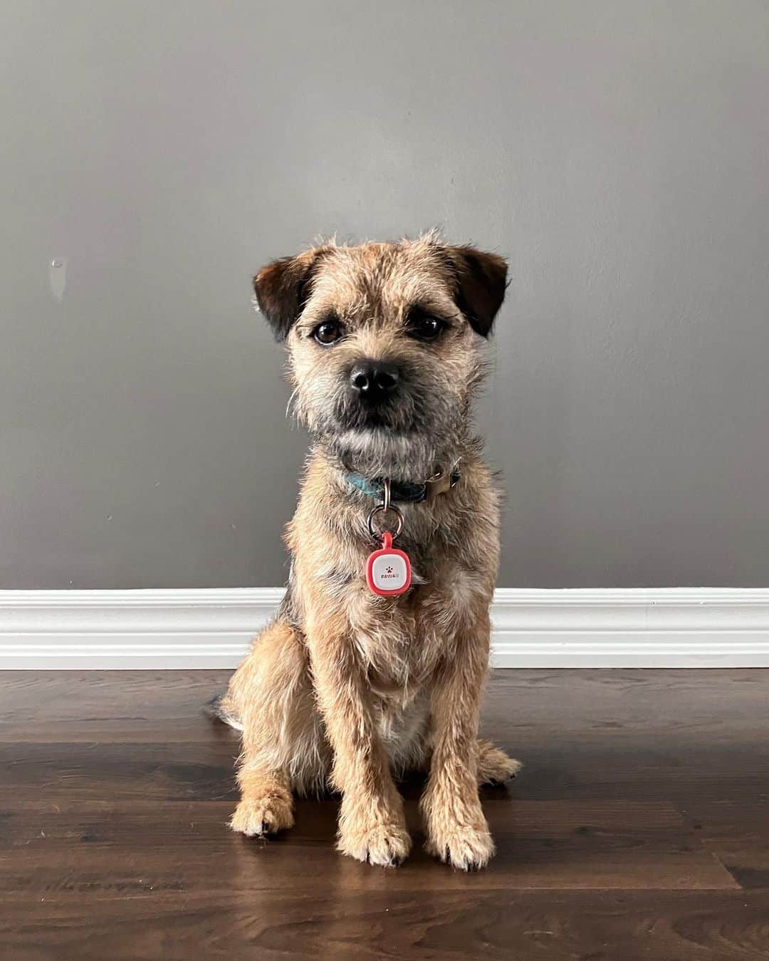 Border Terrier sitting on the laminate