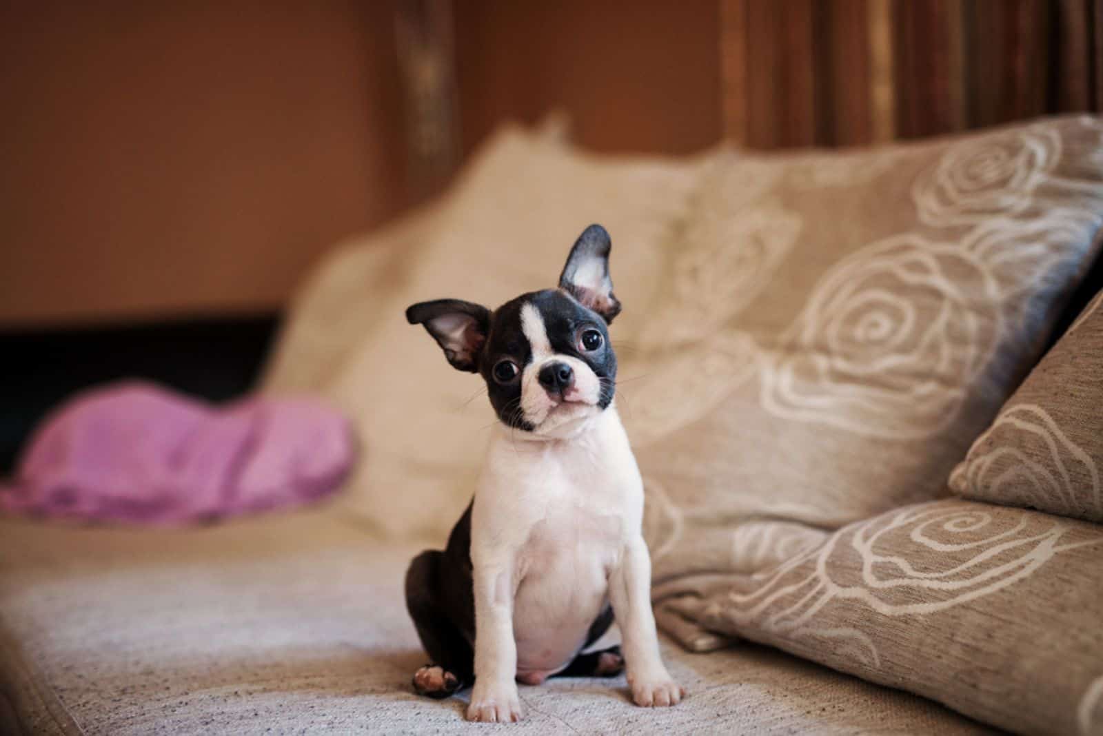 Boston Terrier puppy sitting on the sofa and looking at the camera