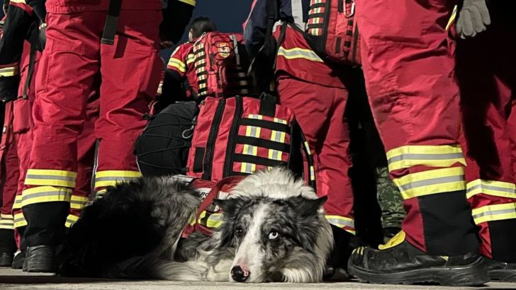 Brave Search And Rescue Dogs Helping In Türkiye And Syria