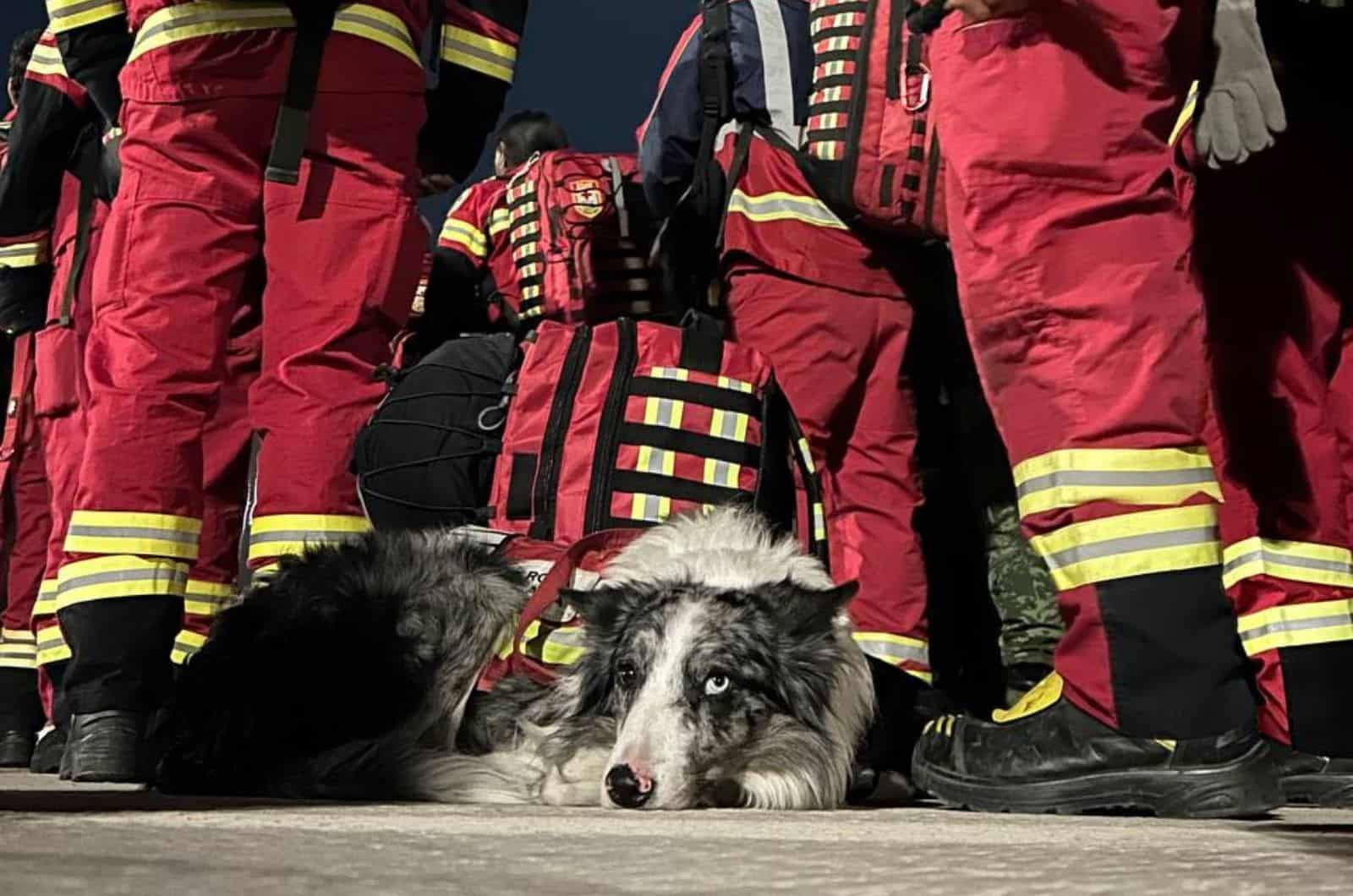 brave search and rescue dog resting among firefighters