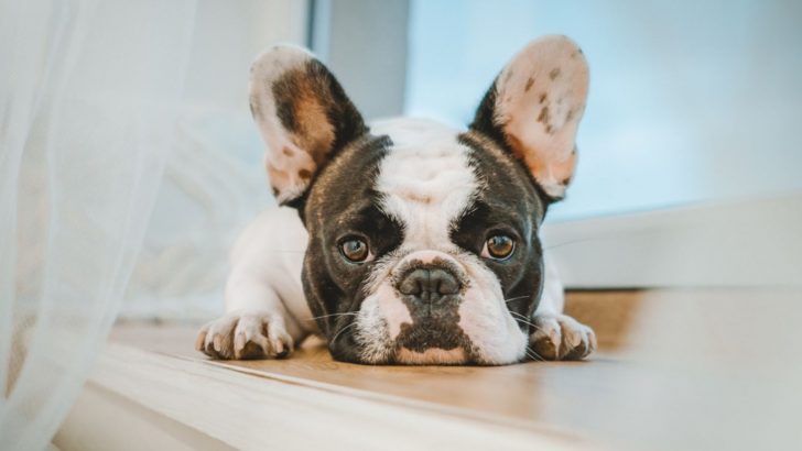 Brindle Pied French Bulldog: The Ultimate Mix Of Sass & Class