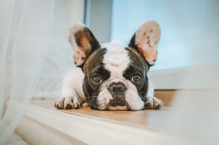 brindle pied french bulldog