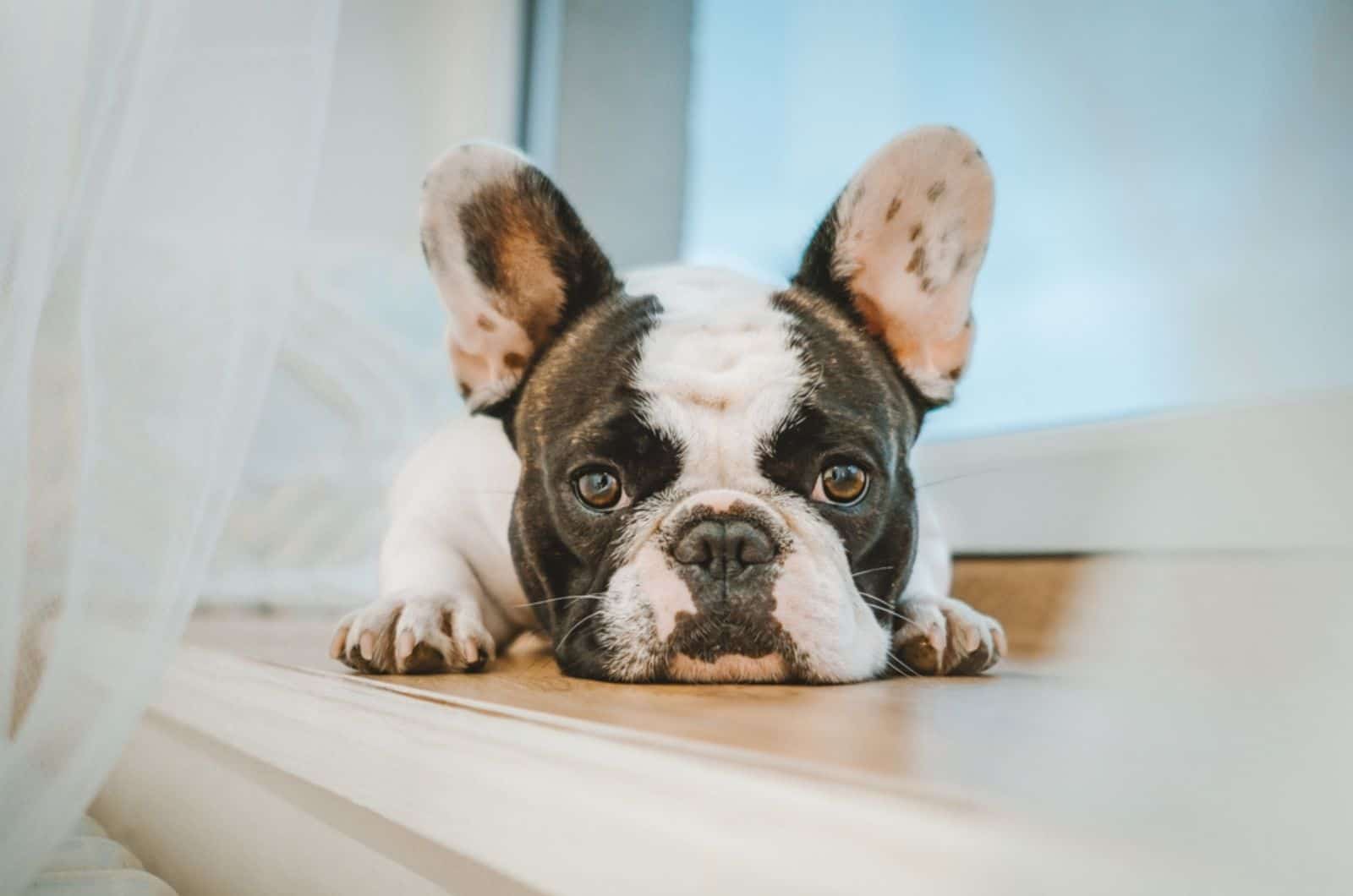 Brindle Pied French Bulldog: The Ultimate Mix Of Sass & Class
