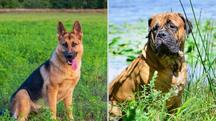 Bullmastiff Vs German Shepherd – One Stalks, One Bites