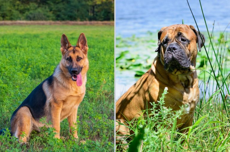 bullmastiff vs german shepherd