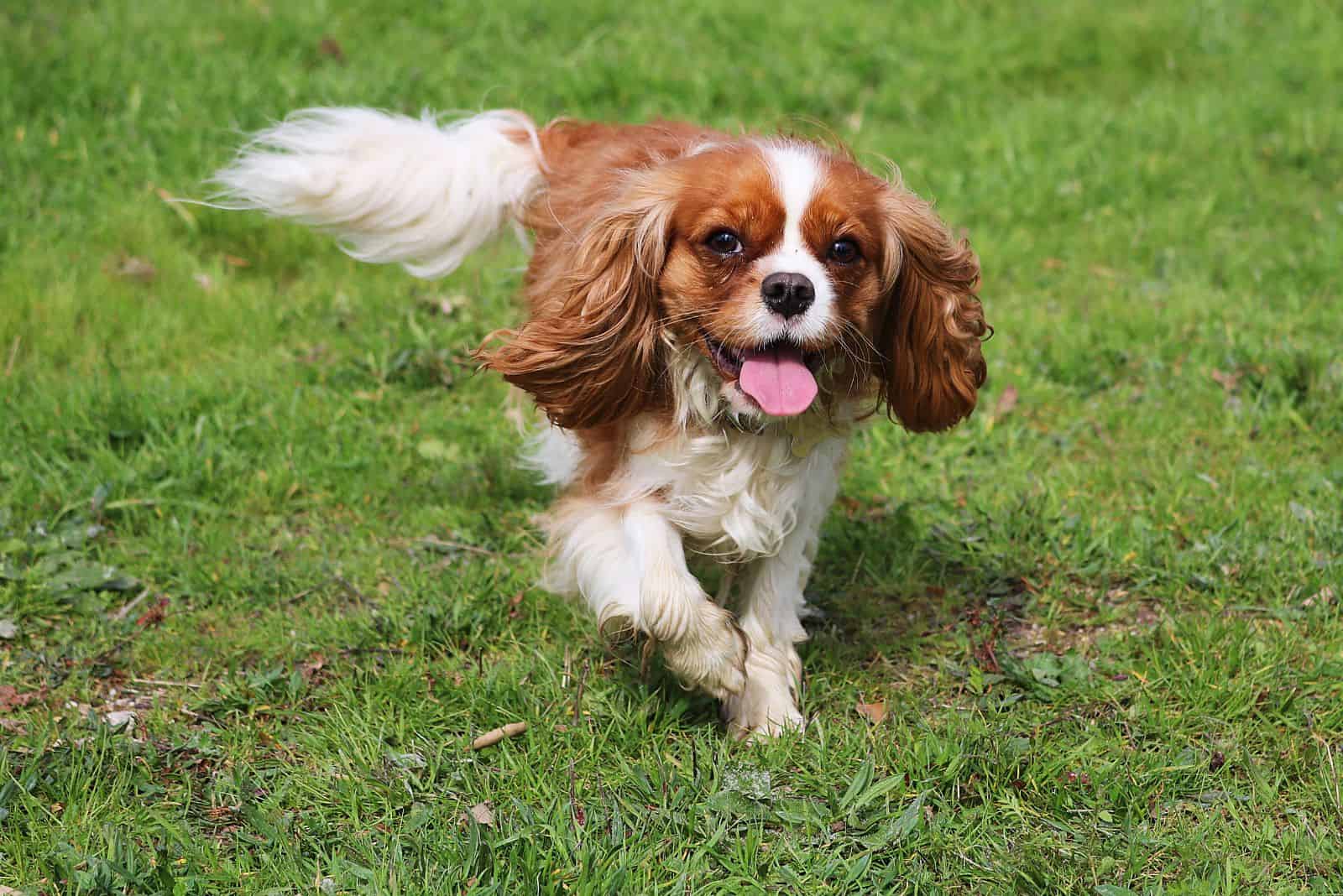 Cavalier King Charles Spaniel runs across the field