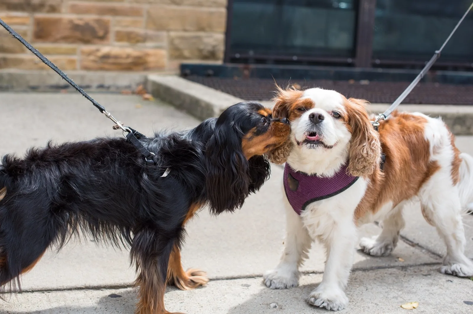 Cavalier King Charles and other dog