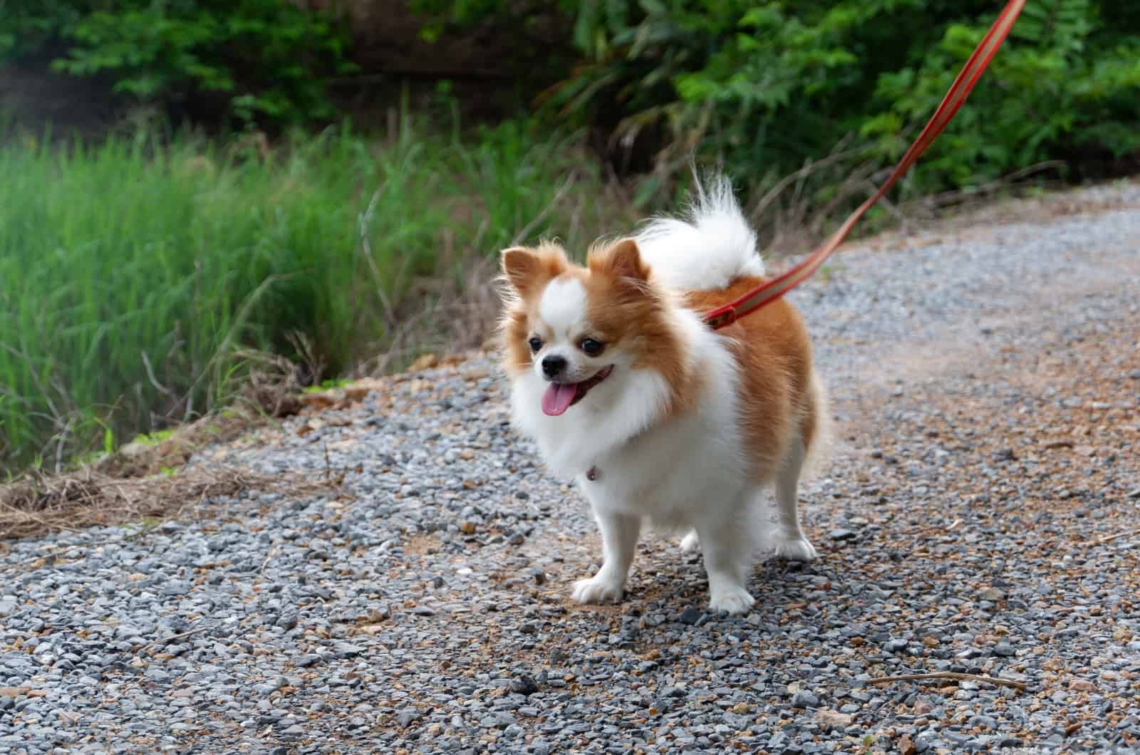 Cavalier King Charles walking outside