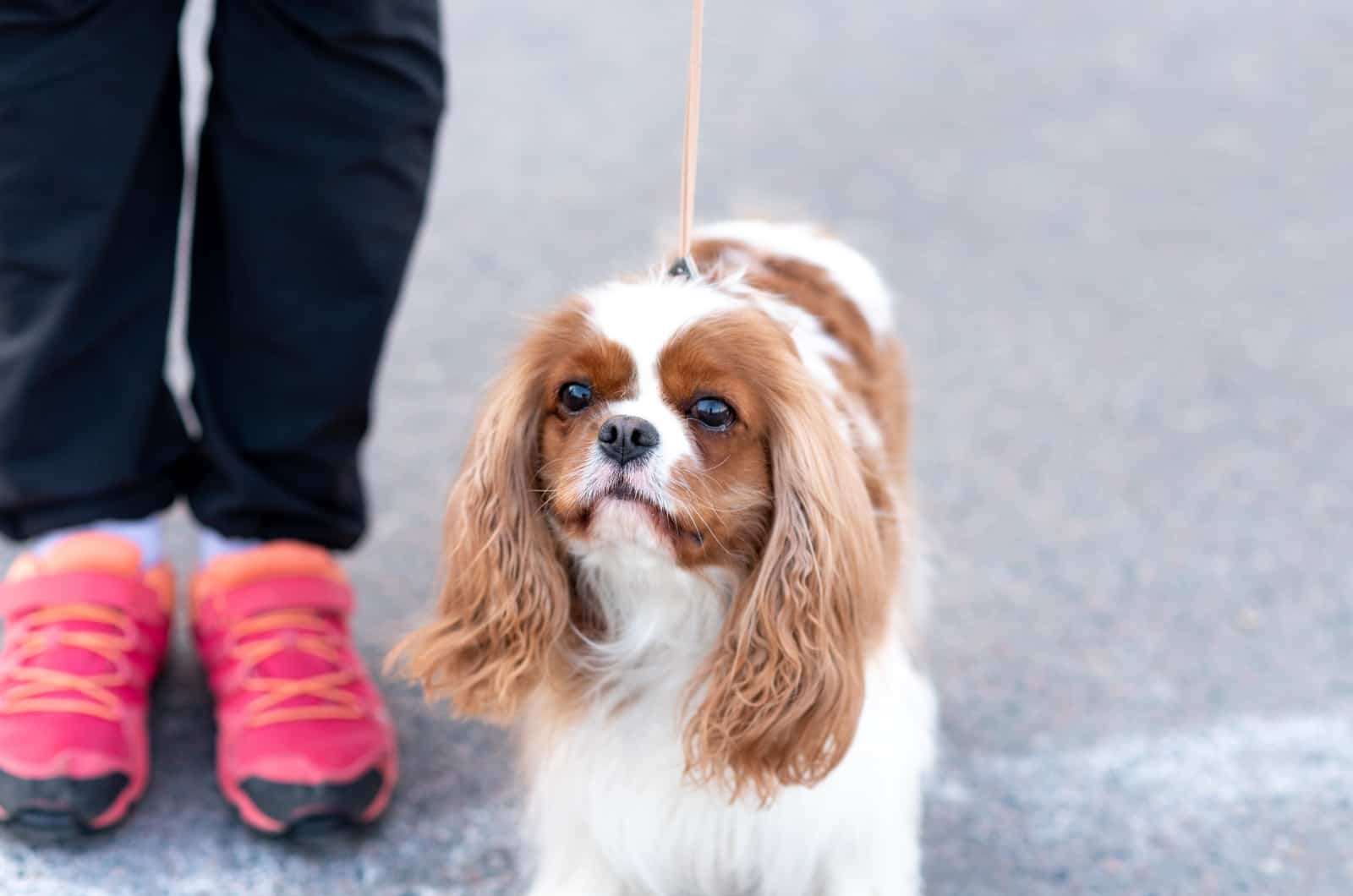 Cavalier King Charles walking with owner