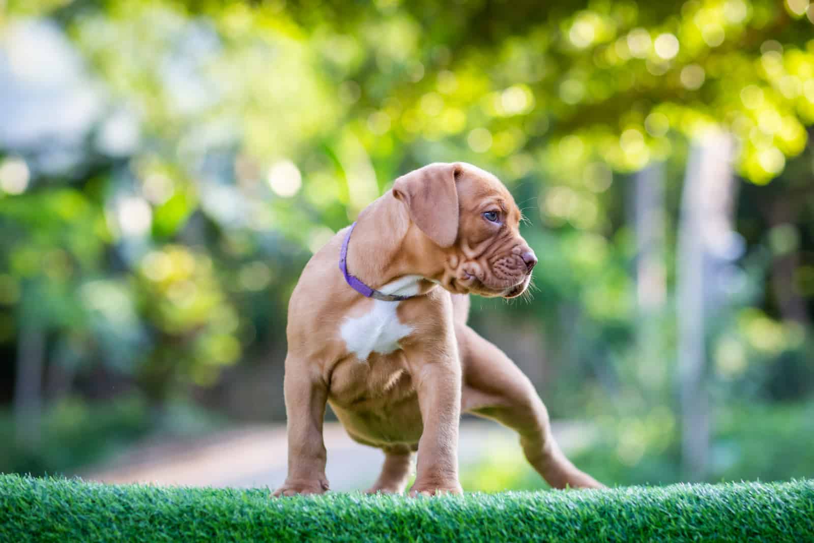 Champagne Pitbull puppy standing outside looking away