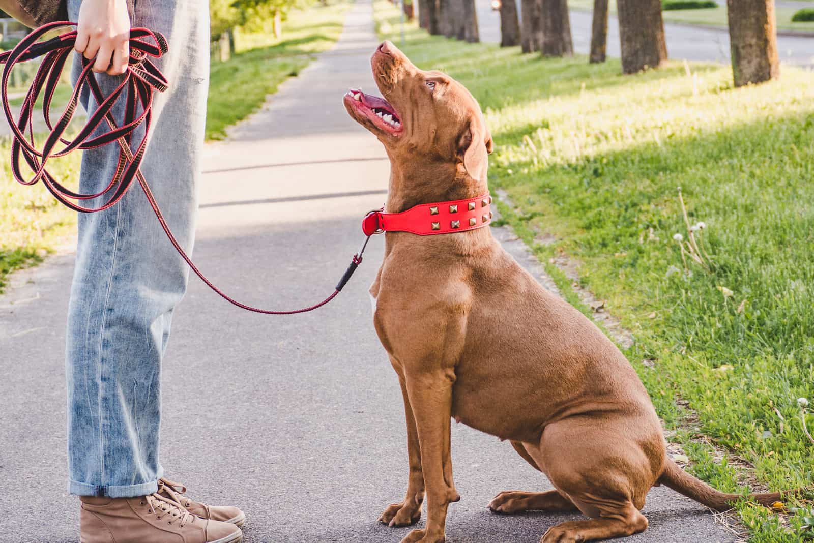 Champagne Pitbull sitting by owner looking up