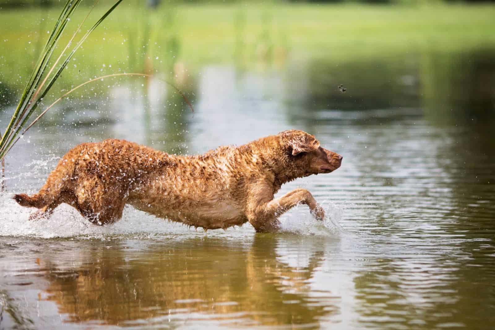 Chesapeake Bay Retriever Leaping In the Water