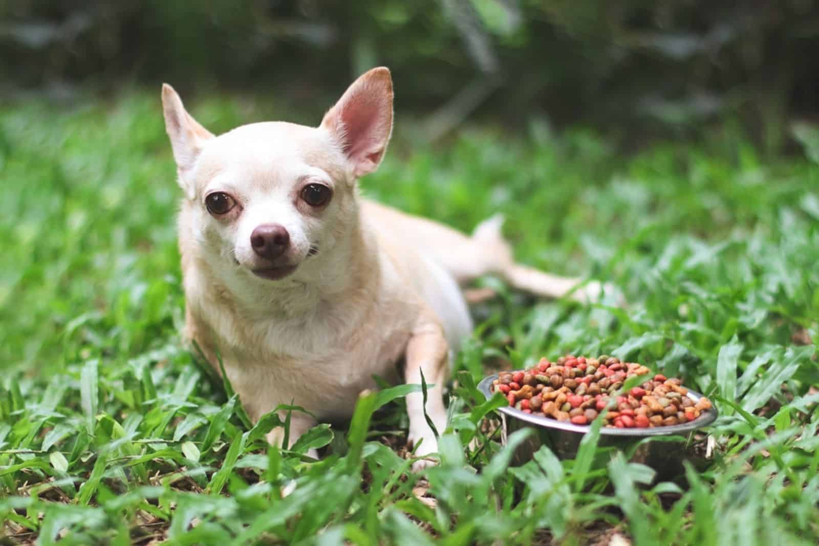Chihuahua dog lying down on green grass with dog food bowl