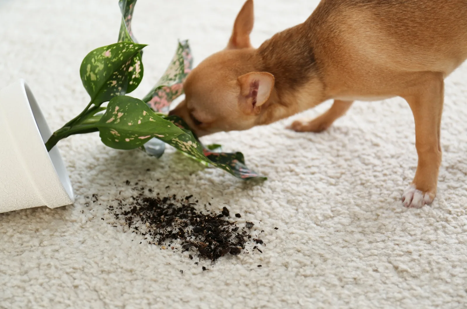 Chihuahua making a mess