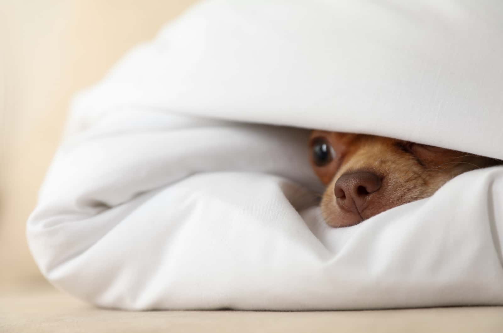 Chihuahua peeking from blanket