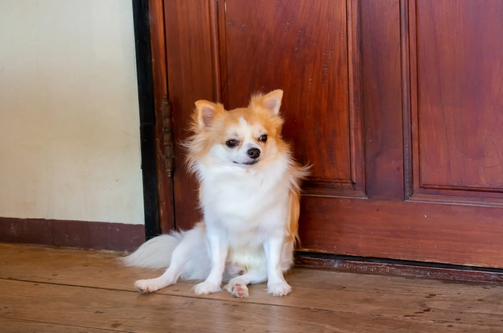 Chihuahua sitting by door