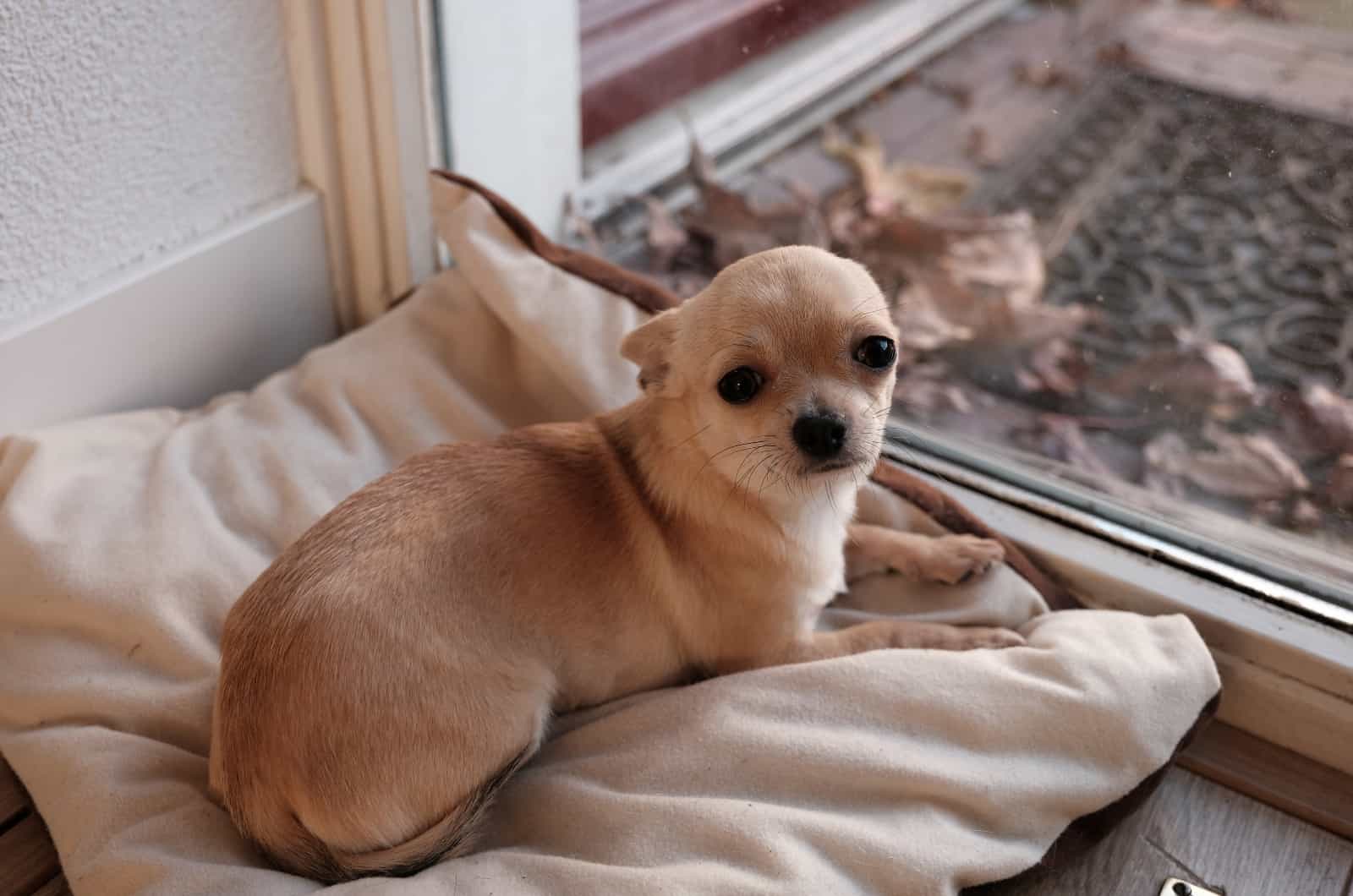 Chihuahua sitting on pillow