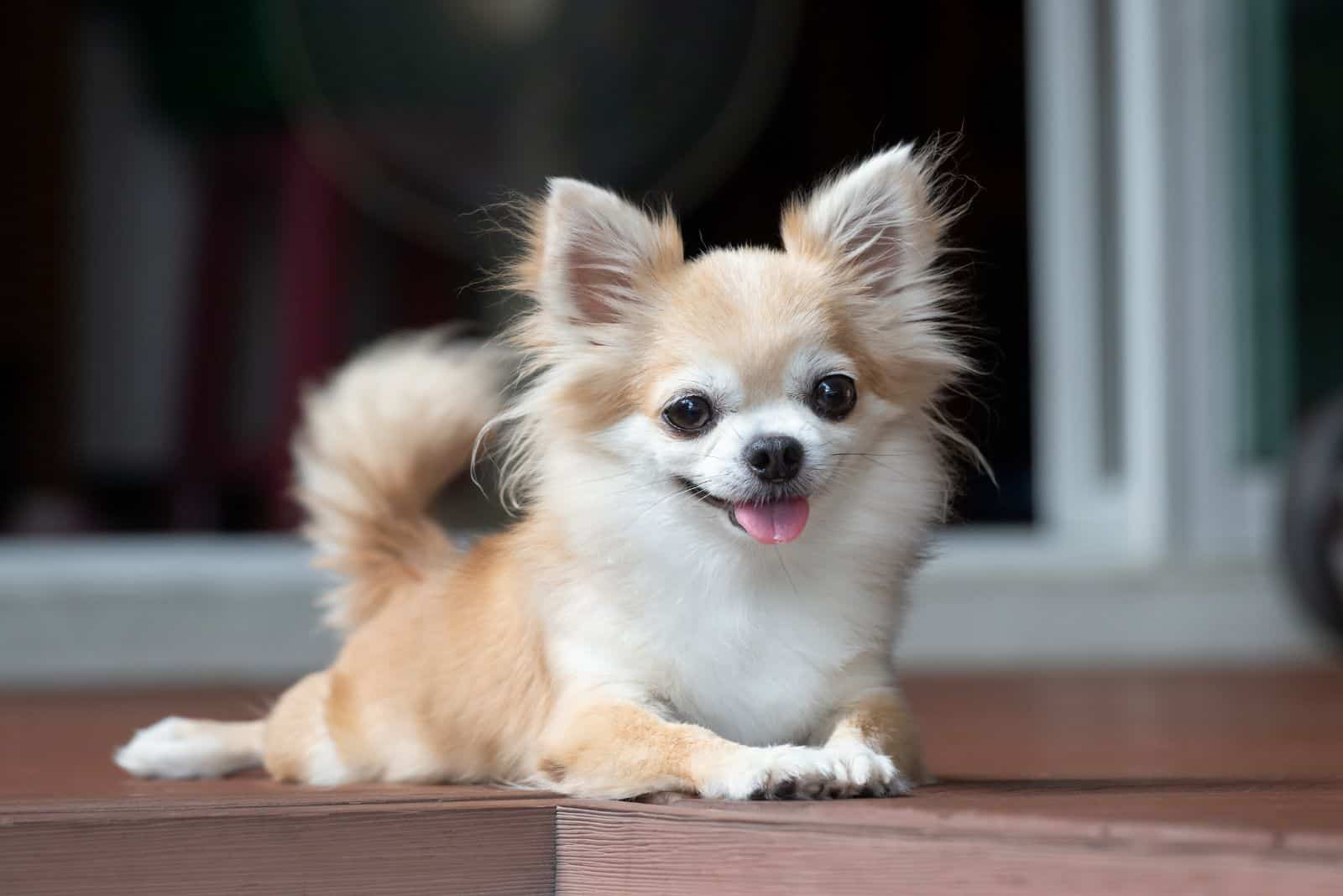 Chihuahua sitting on the floor