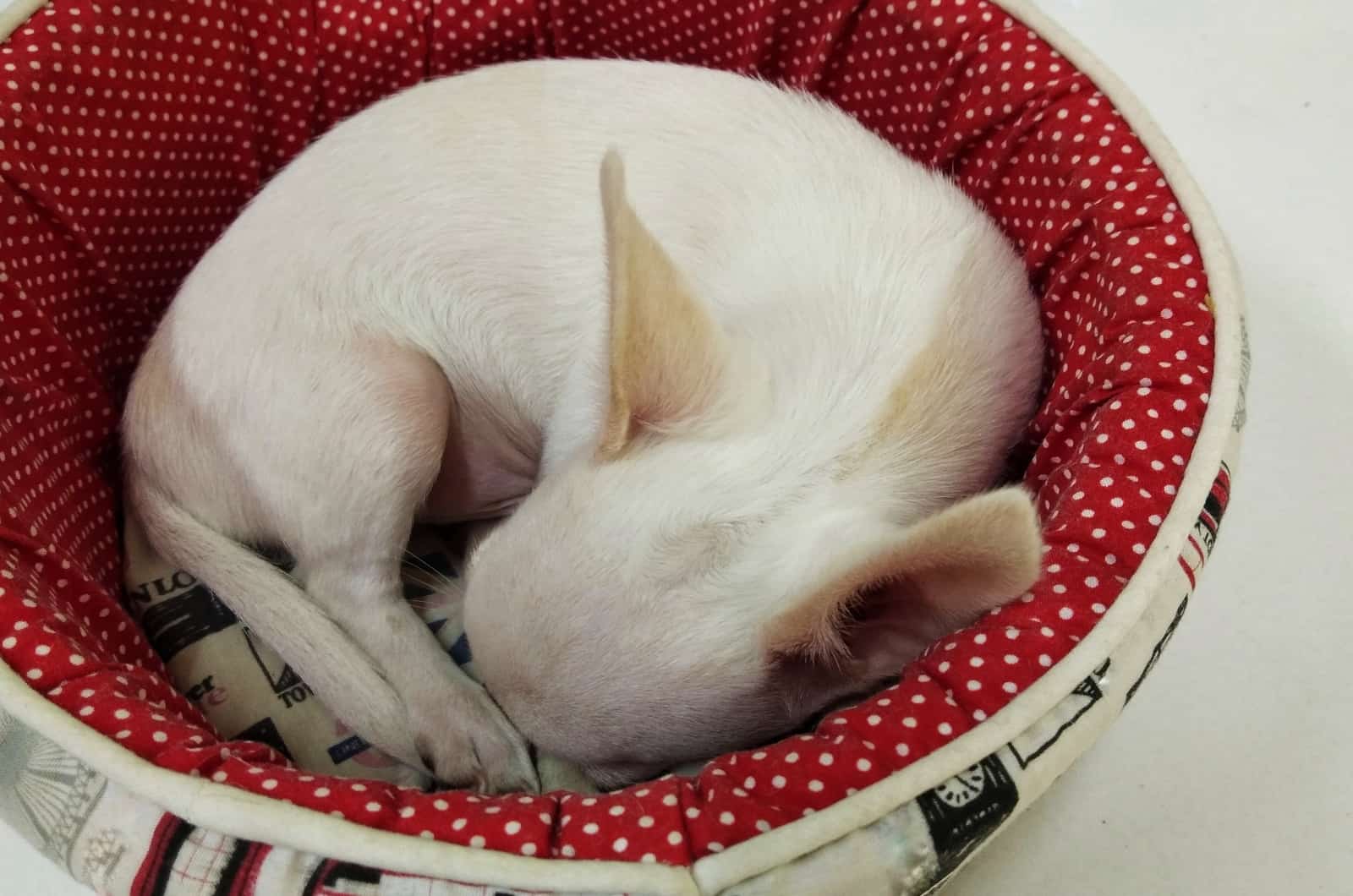 Chihuahua sleeping in bed