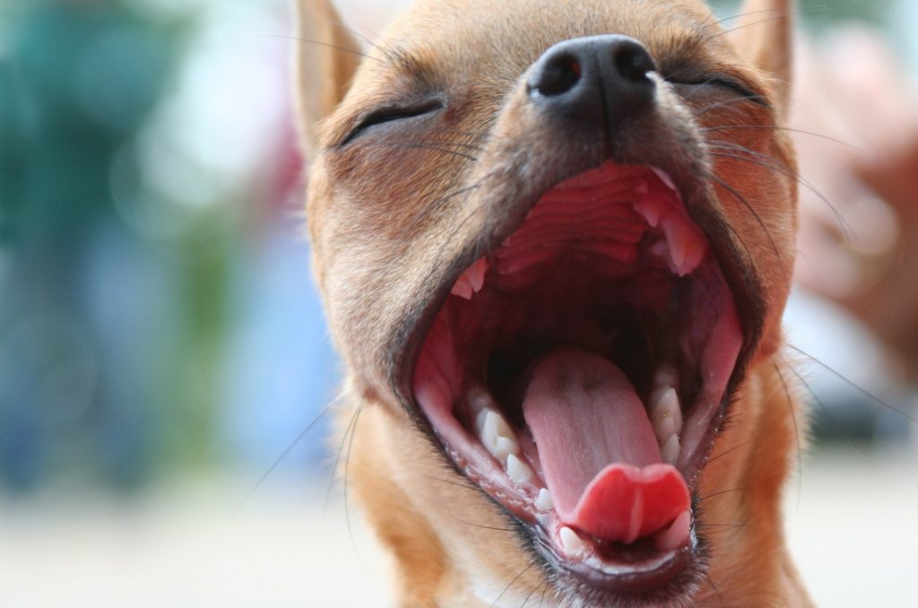 Why Is My Chihuahua Coughing? 12 Reasons Why