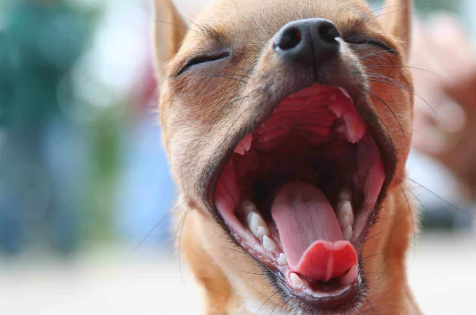 Chihuahua with open mouth