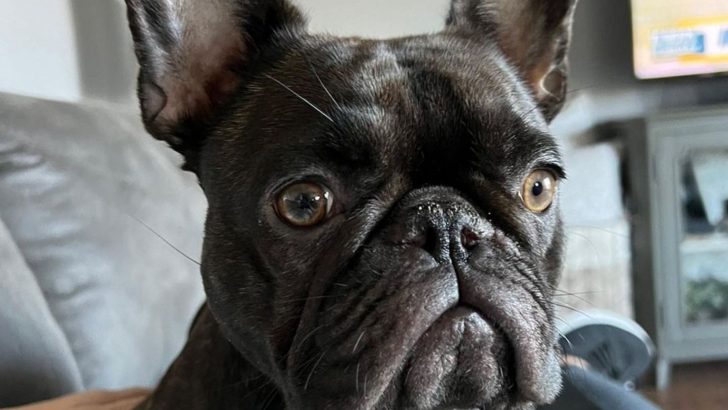 Chocolate Brindle French Bulldog: Color Me In Cocoa