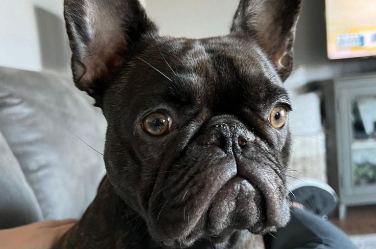chocolate brindle french bulldog portrait