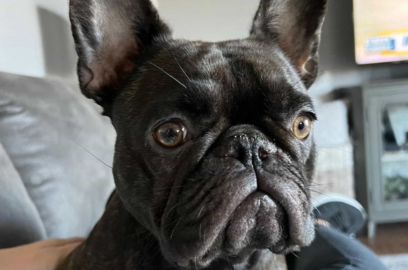 Chocolate Brindle French Bulldog: Color Me In Cocoa